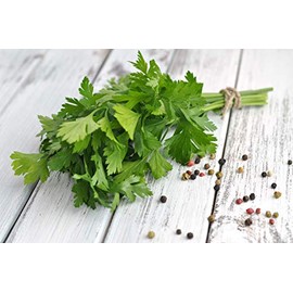 NIKA SEEDS - Seeds Herb Flat-Leaf Italian Parsley Green - 2000 Seeds