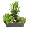 Herb Box Mediterranean (40 cm in Grey) Including 1 Herb