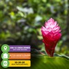Hot Pink Ginger Live Herb Plant - Alpinia purpurata -