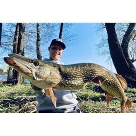 LMAB Bleak Shad 6 cm, 9 cm, 12 cm, 15 cm, 18 cm KÖFI – Rubber Fish Fishing Lure – Rubber Bait for Zander, Perch, Pike & Trout – Zander Bait, Pike Bait, Artificial Bait (18 cm, Real Roach)