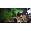 Horticultural Calcined Clay Soil Bonsai Cactus Soil Additive for Succulent