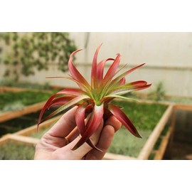 Air Plant Tillandsia Brachycaulos Red Enhanced Garden in the City (Grown and Shipped from California)