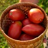 Sheboygan Heirloom Paste Tomato - 50 Seeds - Heirloom &