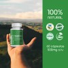 Suplemento Moringa Orgánico 60 Cápsulas De 500 Mg Bulk Superfoods
