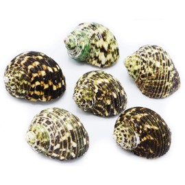 FSG - Select 6 Hermit Crab Shells Large Turbo Changing Seashells Large 2"-3" Size (Opening Size 7/8"- 1 1/4") Natural