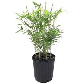 Green Hedge Bamboo | 1 Live Plant | Non-Invasive Clumping Bamboo | Screening Privacy Hedge Bambusa Multiplex