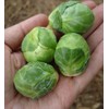 NIKA SEEDS - Vegetable Brussels Sprout Cabbage Green (Possible to