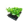 Southern Magnolia Grandiflora | 3 Live Trees | Beautiful Evergreen