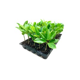 Southern Magnolia Grandiflora | 3 Live Trees | Beautiful Evergreen Specimen Plant Fragrant Blooms