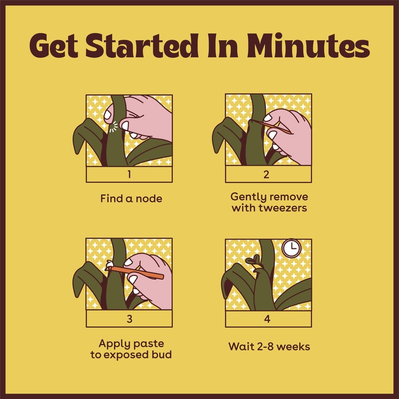 Keiki Paste for Plants to Clone & Create New Growth