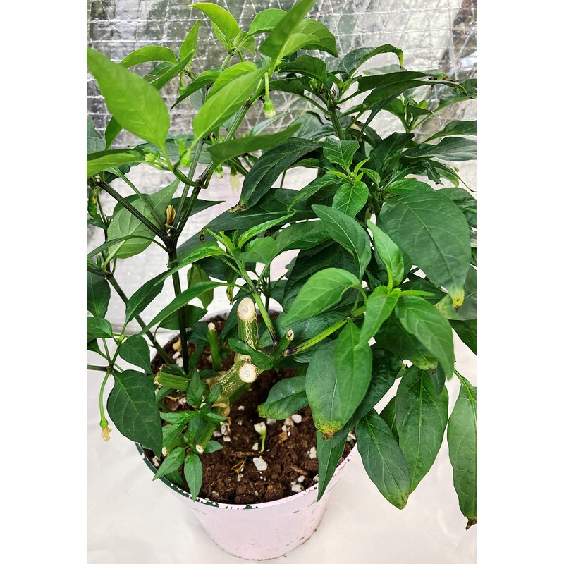 All Purpose Indoor Houseplant Potting Soil Mix Peat Moss &