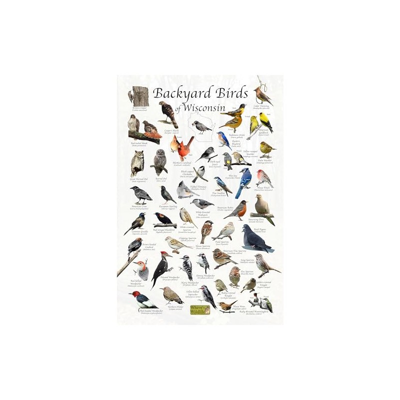 Where's Wildlife Backyard Birds of Wisconsin Bird Identification Poster (12"