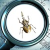 3D Metal Puzzles, Steampunk Bug Sculpture Hercules Beetle Mechanical Insects