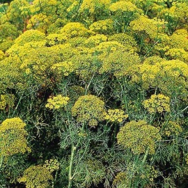 400 Mammtoh Long Island Dill Seeds for Planting 1/2 Grams of Seeds AKA Chinese Leisure Parsley Bulk Microgreens Organic Non GMO USA Harvested