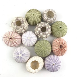 Worlds Assorted Natural Sea Urchins for Air Plants,Craft and Decorations 12PC(1-1/4"-2-1/4"Inch)