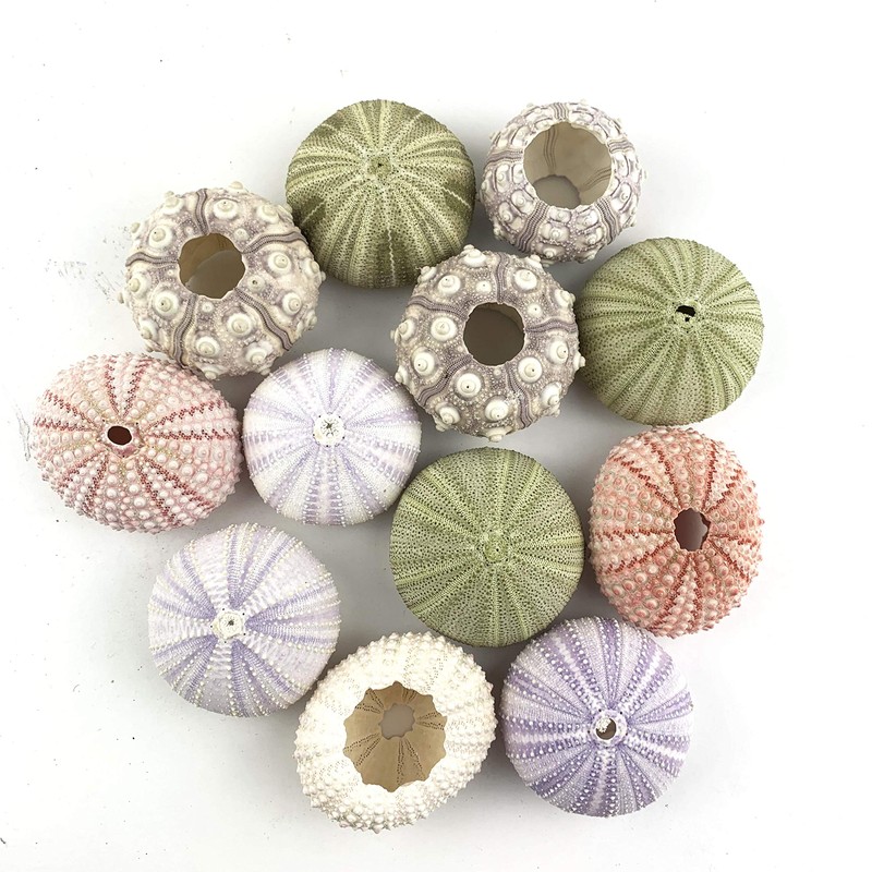Worlds Assorted Natural Sea Urchins for Air Plants,Craft and Decorations