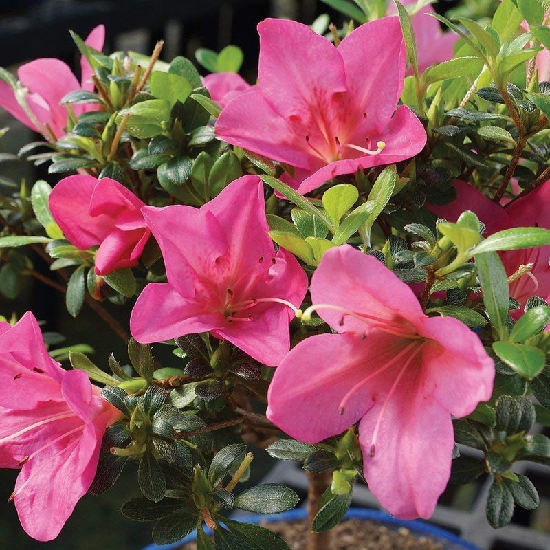 Brussel's Bonsai Live Satsuki Azalea Flowering Bonsai Tree - Small,