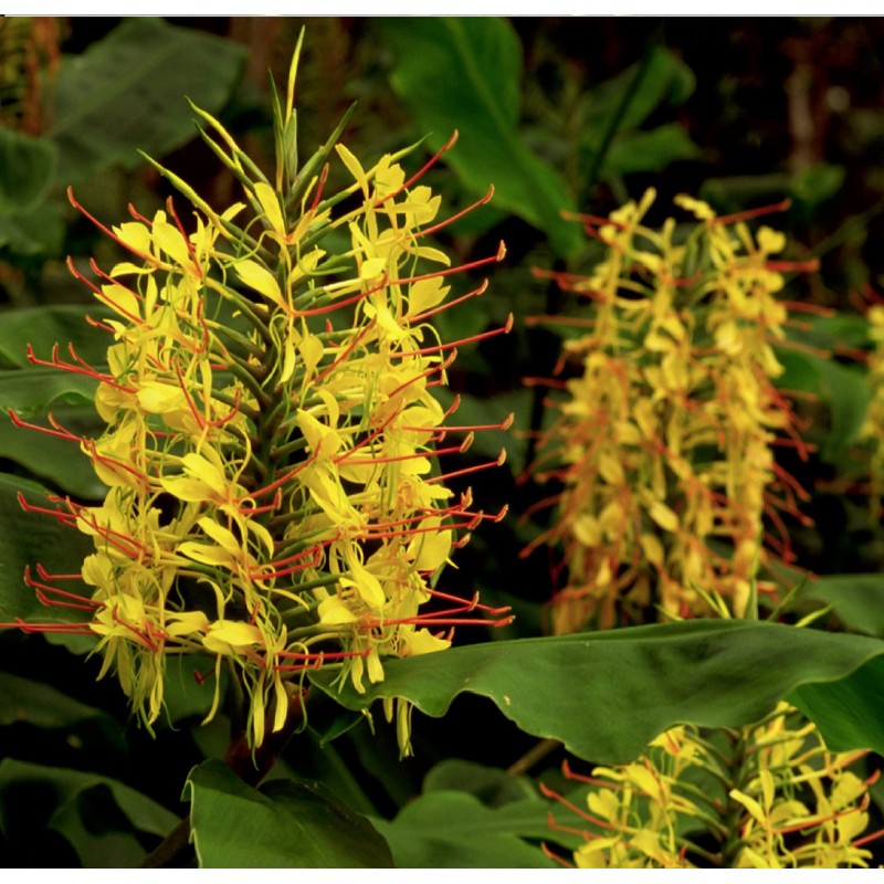 4 Hawaiian Ginger Plant Root Red Blue White Yellow D3