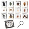 12 Pcs Insect in Resin Specimen Bugs Collection Paperweights, Resin