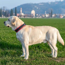 Ferplast Genius C25/65 Dog Collar, Reflective, Breathable, Adjustable, Magnetic Closure with Quick Release, Dog Collar for Large Dogs, Soft Padding, Red