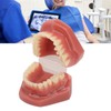 Tooth Model 28 Teeth Dental Orthodontic Model Teaching Study Supplies