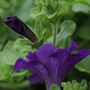 Outsidepride 5000 Seeds Annual Petunia Alderman Flower Seeds for Planting