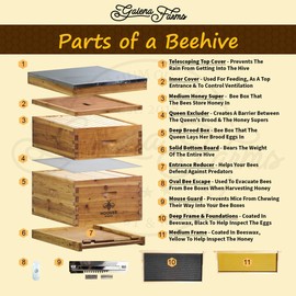 Hoover Hives 8 Frame Beehive Kit - Dipped in 100% Beeswax Includes Wooden Frames & Waxed Foundations (2 Deep Boxes, 1 Medium Box)