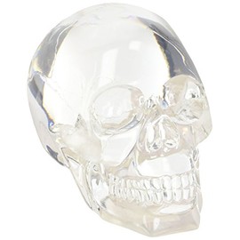 Clear Translucent Skull Collectible Figurine