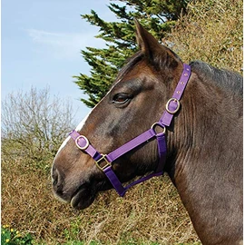 Rhinegold Nylon Headcollar - Cob - Purple