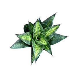 Snake Plant, Tiger Star, Sansevieria, Live Indoor Plant, 4 inch Pot - Hopewind Plants Shop