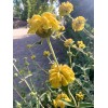 Home-Growth Shrubby Jerusalem Sage, Phlomis Fruticosa - 50 seeds 2024