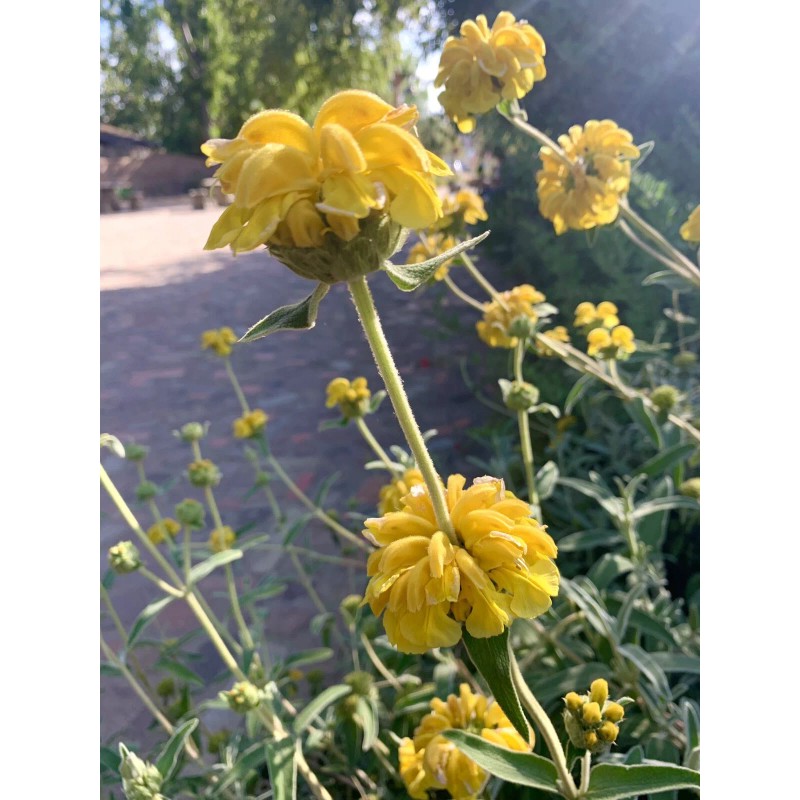 Home-Growth Shrubby Jerusalem Sage, Phlomis Fruticosa - 50 seeds 2024