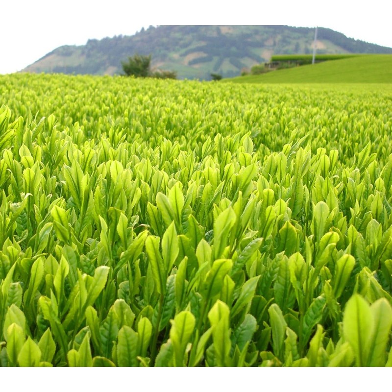 Ocha-no-Maruko Roasted Tea Produced in Shizuoka Prefecture, Farmers Direct from