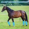 AccompMe Horse Fly Boots Loose Fitting UV-Protective Fly Leggings Breathable