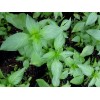 100 LIME CITRUS BASIL SEEDS ALBAHACA BLANCA ORGANIC MEDICINAL KITCHEN