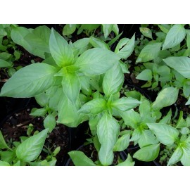 100 LIME CITRUS BASIL SEEDS ALBAHACA BLANCA ORGANIC MEDICINAL KITCHEN RELIGION