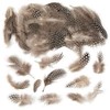 Baker Ross Natural Spotty Feathers for Kids / Adults for