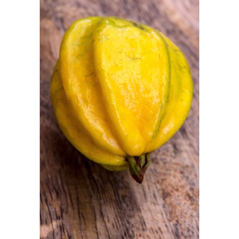 LovelyGarden Pitangatuba Star Cherry Eugenia Selloi neonitida Fruit Tree Seedling