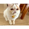 LUYING Cat Collar Bell Cat Collar with Yellow Bell Cute