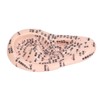 17cm Ear Point Probe 600pcs Auricular Patches Silicone Ear Model