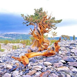 10 Seeds Bristlecone Pine Seeds | Pinus aristata Oldest Living Tree in The World!