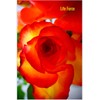 Life Force: Flower Notebook, Sensual Roses, Travel Journal