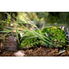 Galápagos (05020) Tropicoco® Husk Bedding for Reptiles, Amphibians, & Terrariums
