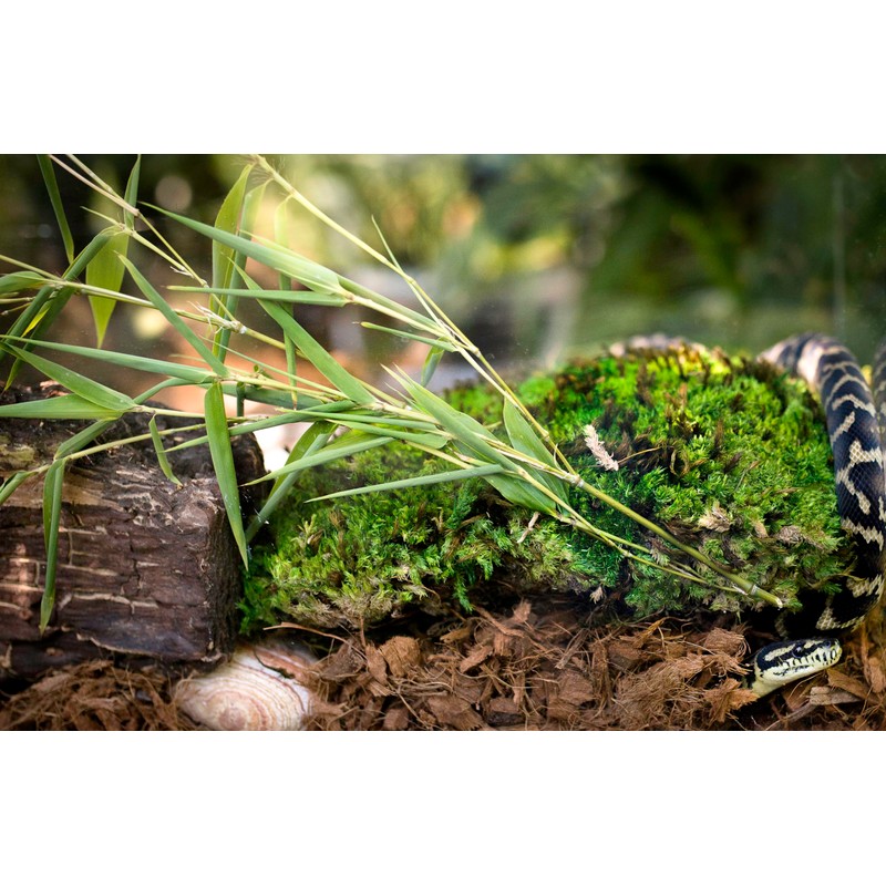 Galápagos (05020) Tropicoco® Husk Bedding for Reptiles, Amphibians, & Terrariums