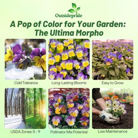 Outsidepride 100 Seeds Viola Pansy Ultima Morpho Flower Seeds for Planting