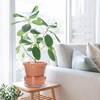 D'vine Dev 10 Inch Design Self Watering Pot for Indoor