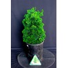 House of Bonsai Thoweil Hinoki Cypress (Chamaecyparis obtusa ‘Thoweil’) Pre-Bonsai