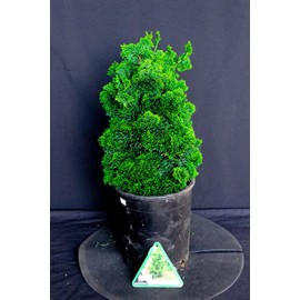 House of Bonsai Thoweil Hinoki Cypress (Chamaecyparis obtusa ‘Thoweil’) Pre-Bonsai Tree,  I Gal
