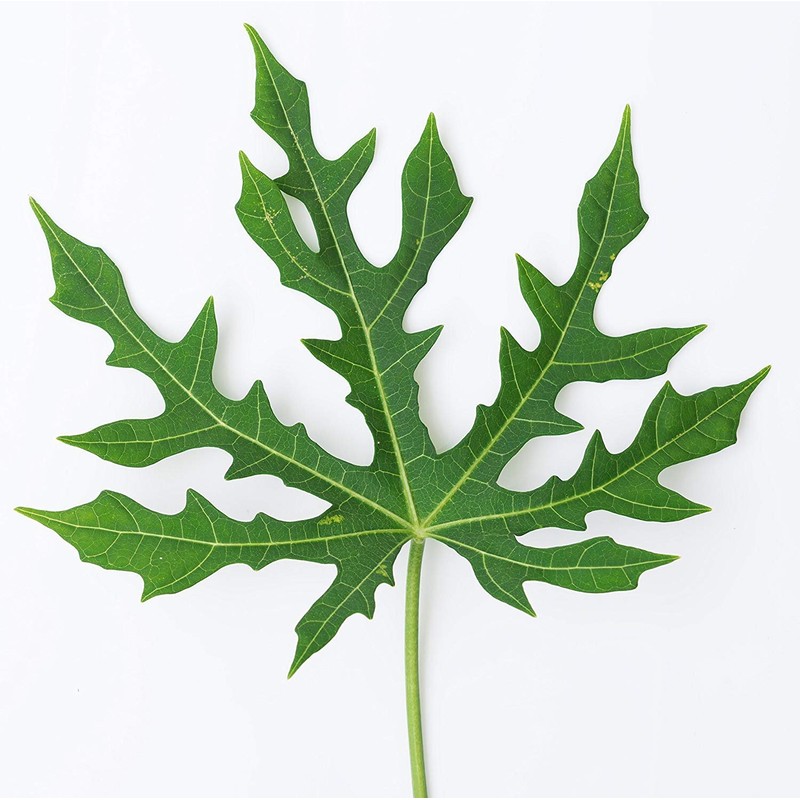 Mayan Spinach Live Plant - Cnidoscolus aconitifolius