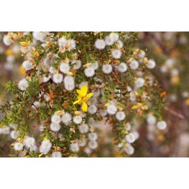 Unbranded Creosote Bush (Larrea tridentata) Fresh leaves and twigs 3 oz Chaparral